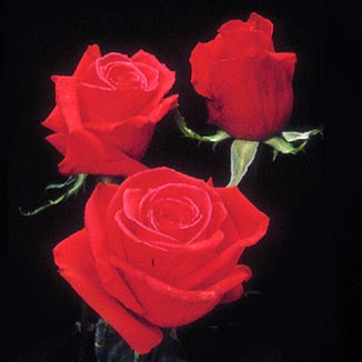 cham  alwrad   azml